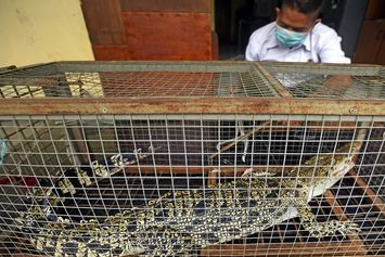 Buaya Muara Sepanjang 2,1 Meter Ditangkap di Sungai Cibanten