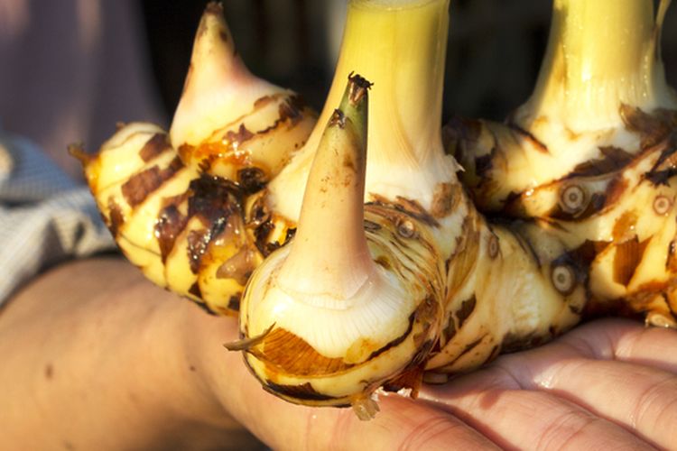 Ilustrasi kencur, rimpang kencur.