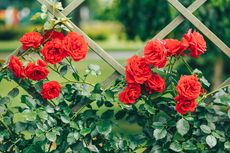 8 Kesalahan Menanam Bunga Mawar yang Harus Dihindari
