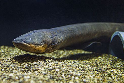 Sengatan Belut Listrik Modifikasi Genetik Larva Ikan, Kok Bisa?