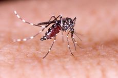 Virus Zika dan Dengue Membuat Nyamuk Lebih Tertarik untuk Menggigit, Studi Ini Jelaskan