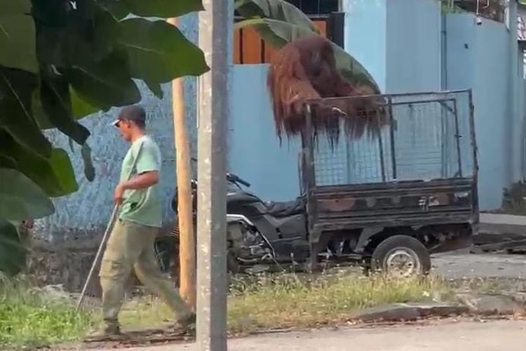 Solo Safari Evaluasi Aspek Pengamanan Usai Insiden Lepasnya Orang Utan dari Exhibit