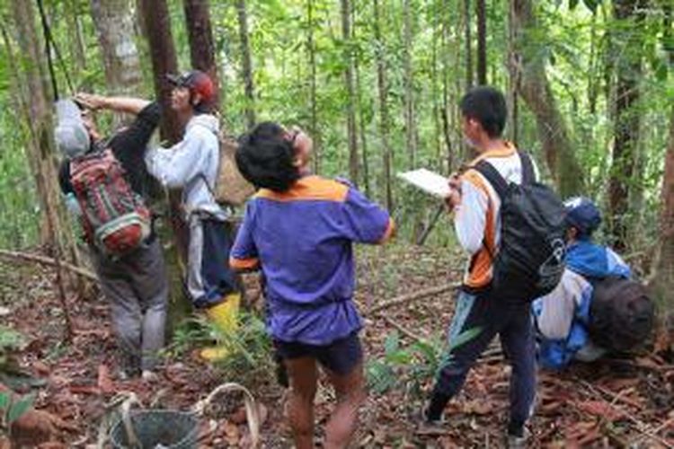 Proses monitoring peluruhan sarang Orangutan (Pongo Pygmaeus pygmaeus) yang melibatkan masyarakat lokal di Bukit Peninjau, Desa Melemba, Kecamatan Batang Lupar, Kapuas Hulu, Kalimantan Barat.