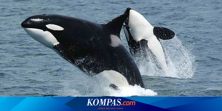 The story of Kiska, the loneliest orca in the world who died in captivity