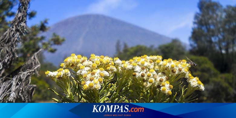 Mengenal Bunga  Edelweis  Bunga  Abadi di Gunung yang Tak 
