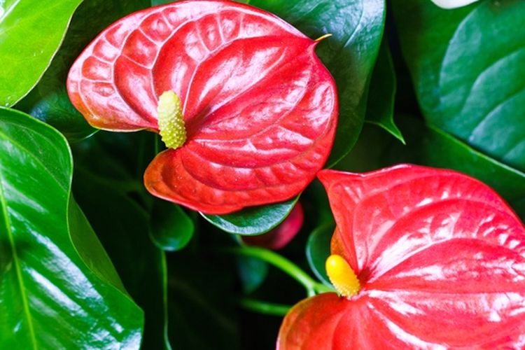 Ilustrasi tanaman hias Anthurium. 
