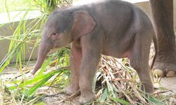 Gajah Lahir di Taman Satwa Lampung, Dinamai Rut untuk Hormati Dubes Norwegia