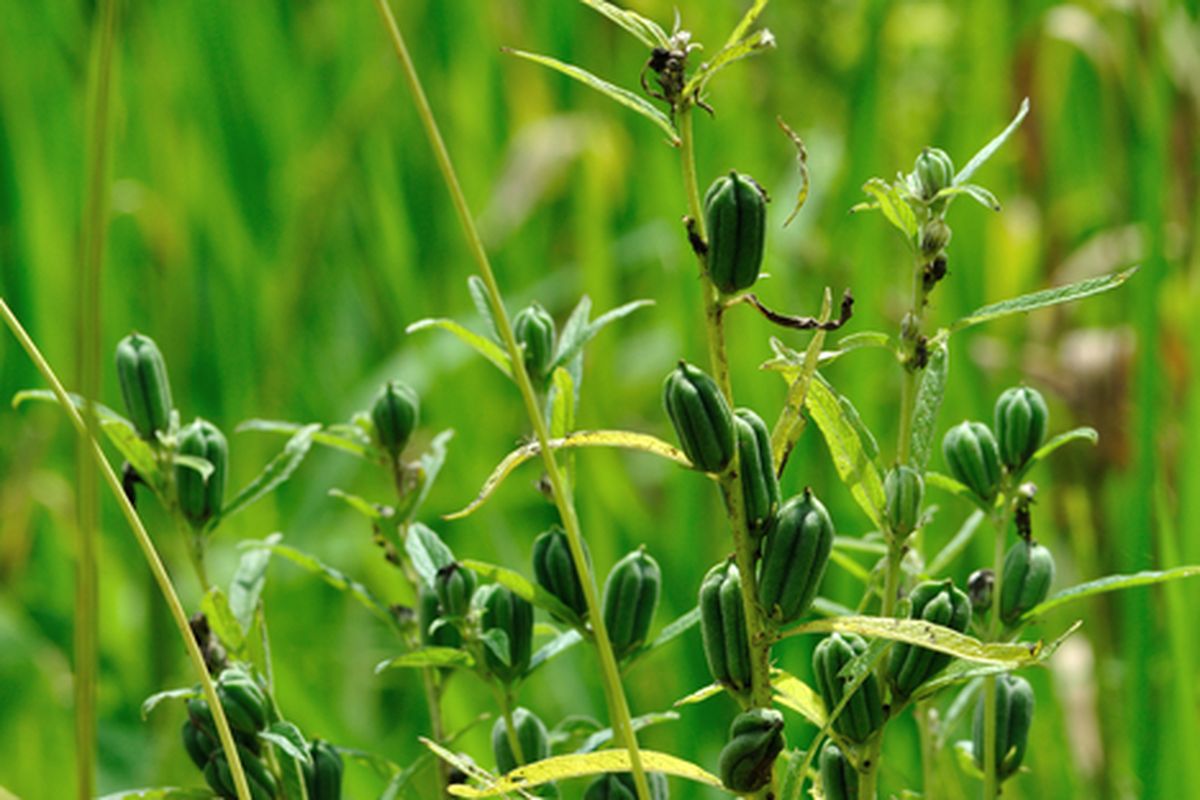 Ilustrasi tanaman wijen