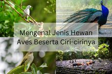 Mengenal Jenis Hewan Aves Beserta Ciri-cirinya