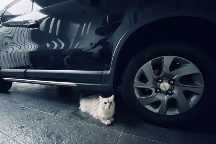Kolong mobil kerap menjadi tempat berteduh kucing