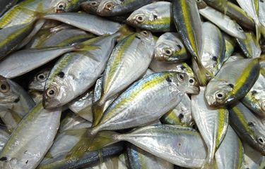 Kembung ikan Pelbagai Masakan