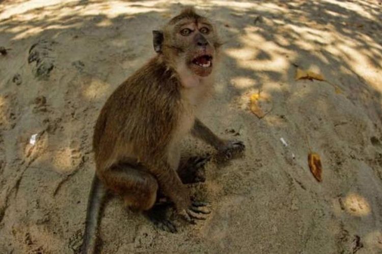 Monyet ekor panjang (Macaca fascicularis) di area Cagar Alam Pangandaran, Jawa Barat, Minggu (5/5/2013).