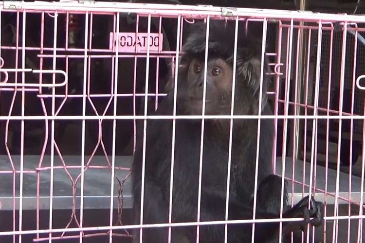 Lutung Jawa Tersengat Listrik di Semarang, Tangannya Nyaris Putus