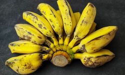 Cavendish Rentan Penyakit Layu Fusarium, RI Bisa Ubah Pisang Liar Jadi Varietas Unggul Tahan Krisis Iklim