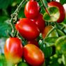 Penyebab Tomat Busuk pada Bagian Bawah dan Cara Mencegahnya