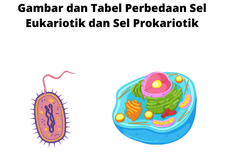 Gambar dan Tabel Perbedaan Sel Eukariotik dan Sel Prokariotik