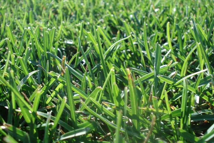 Ilustrasi rumput.