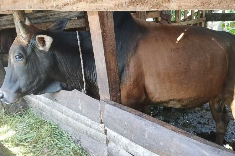 Bantuan Meugang dari Presiden Prabowo Cair, Mulai Ditransfer ke Tiap Desa di Aceh Utara