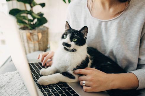 Di Balik Kebiasaan Kucing Senang Duduk di Atas Laptop