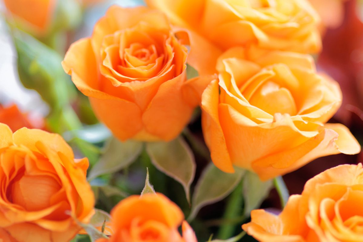 Ilustrasi bunga mawar oranye.