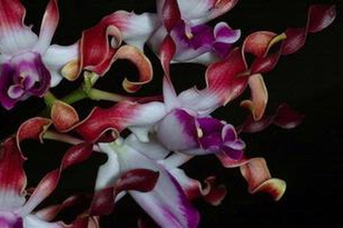 Dendrobium lasianthera (anggrek stroberi), spesies anggrek yang diduga sama dengan Debdrobium ostrinoglossum (anggrek karawai). Spesies ini dilindungi menurut PP No 7 tahun 1999. 