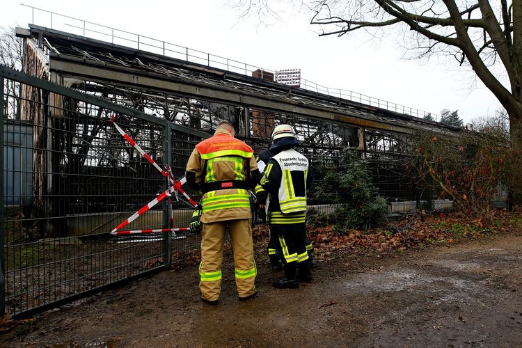 Pemadam kebakaran mengamati penangkaran monyet di Kebun Binatang Krefeld, Jerman, yang terbakar pada Malam Tahun Baru.