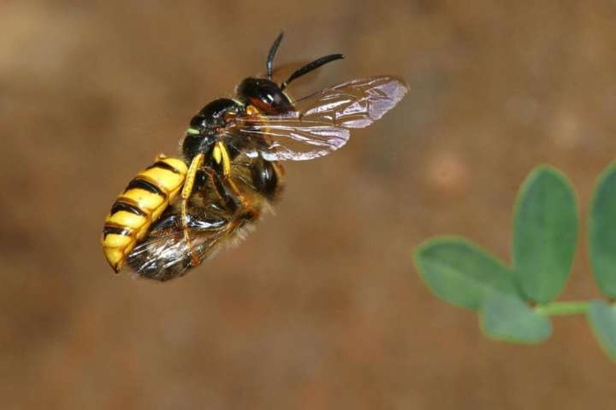 Induk lebah serigala tengah membawa lebah madu hasil buruannya menuju sarang untuk dijadikan makanan bagi larva lebah