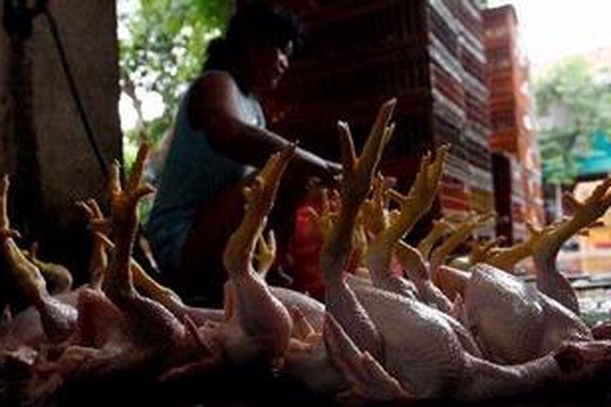 Ilustrasi: Ayam potong
