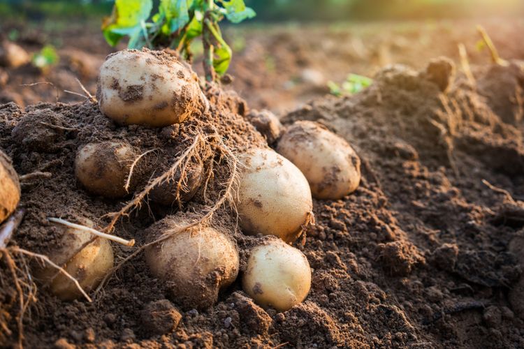 Ilustrasi kentang, menanam kentang.