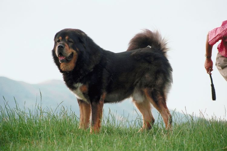 Tibetan Mastiff