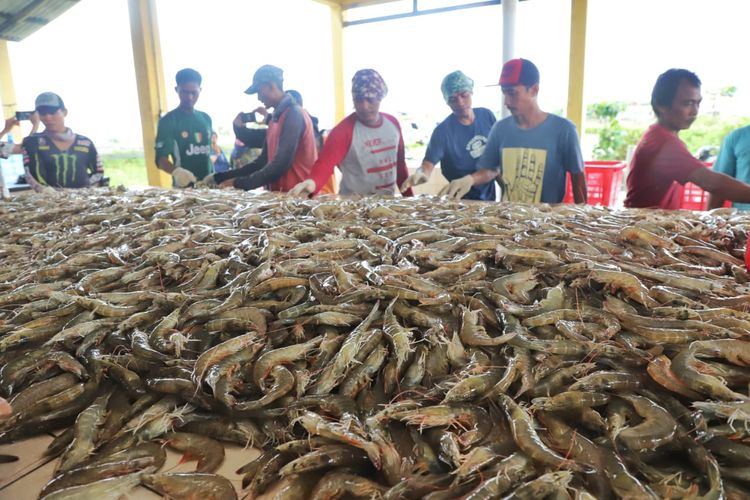 FDA Beri Dispensasi, Ribuan Kontainer Udang Indonesia Bisa Masuk Amerika Serikat