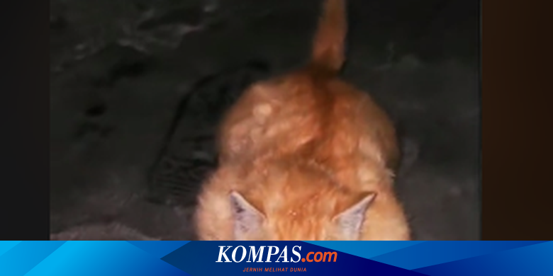 Penjelasan Dokter soal Kucing Kekar Berotot seperti Binaragawan