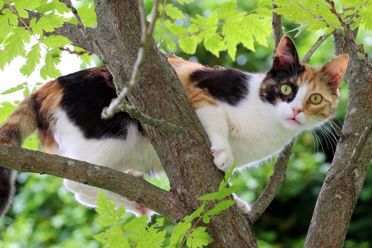 Ilustrasi kucing memanjat pohon. 