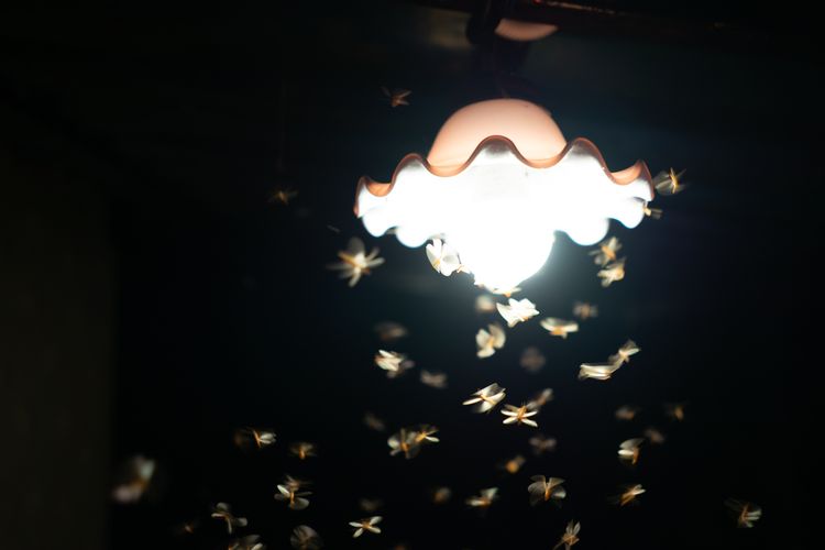Ilustrasi serangga tertarik pada cahaya.