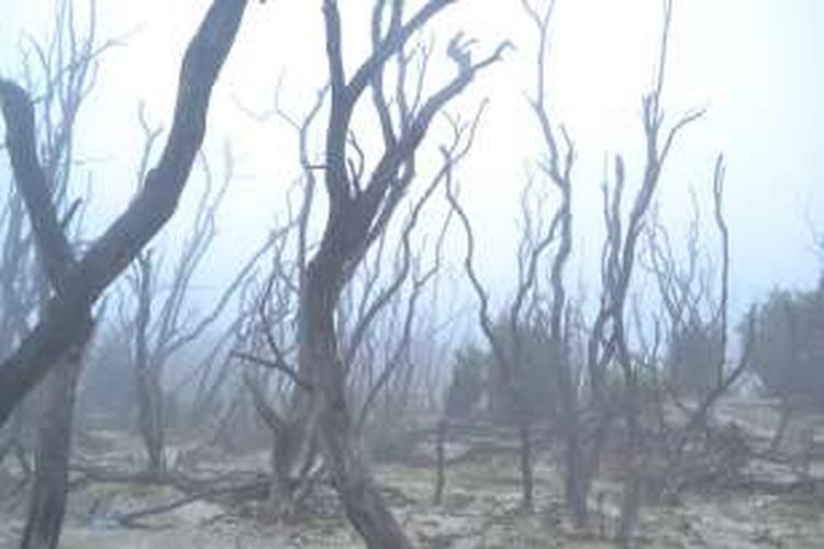 Kabut menyelimuti area Hutan Mati Gunung Papandayan, Garut, Jawa Barat, Minggu (21/2/2016). 