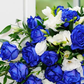 Ilustrasi bunga mawar biru dan putih. 