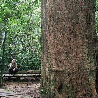 Pohon ulin setinggi 20 meter dan berdiameter 2,47 meter ini merupakan ulin terbesar di Indonesia, juga dunia. Pohon yang diperkirakan berumur 1.000 tahun ini menjadi ikon Wisata Alam Sangkima, bagian terluar dari Taman Nasional Kutai, hutan hujan tropis dataran rendah di Kabupaten Kutai Timur, Kalimantan Timur.


