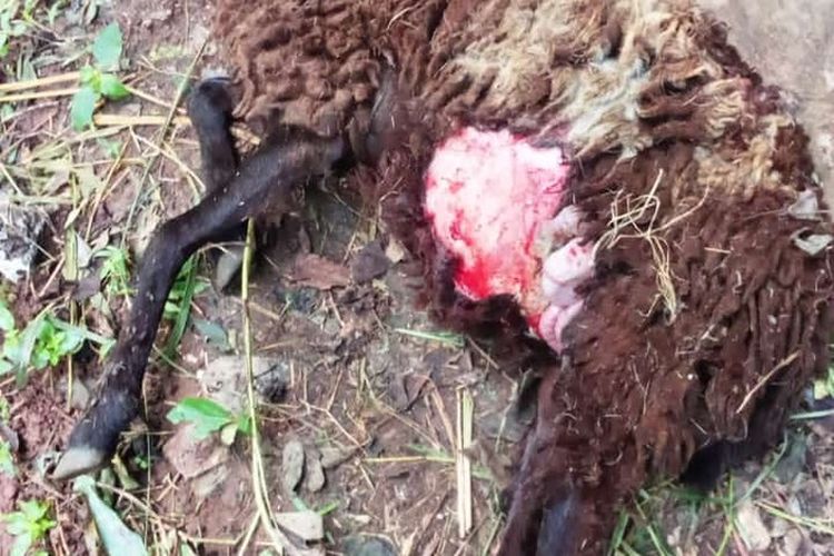 Kambing milik peternak di Desa Cengal Kecamatan Japara Kabupaten Kuningan Jawa Barat ditemukan mati usai diserang hewan liar pada Senin (17/2/025) pagi