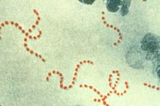 Infeksi Bakteri Mematikan Meningkat di Jepang, Ini Kata Pakar...