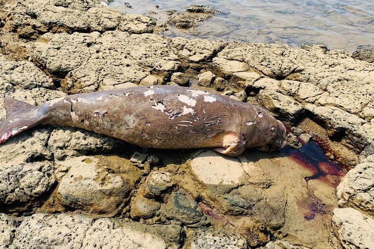 Dugong yang ditemukan sudah mati terdampar di perairan Rabe, Desa Lebak, Kecamatan Sangkapura Pulau Bawean, Gresik, Jawa Timur, Kamis (9/3/2023).