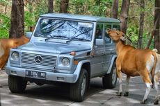 Loyalis Mercedes Jip, Jelajah Jawa Timur di Akhir Tahun 