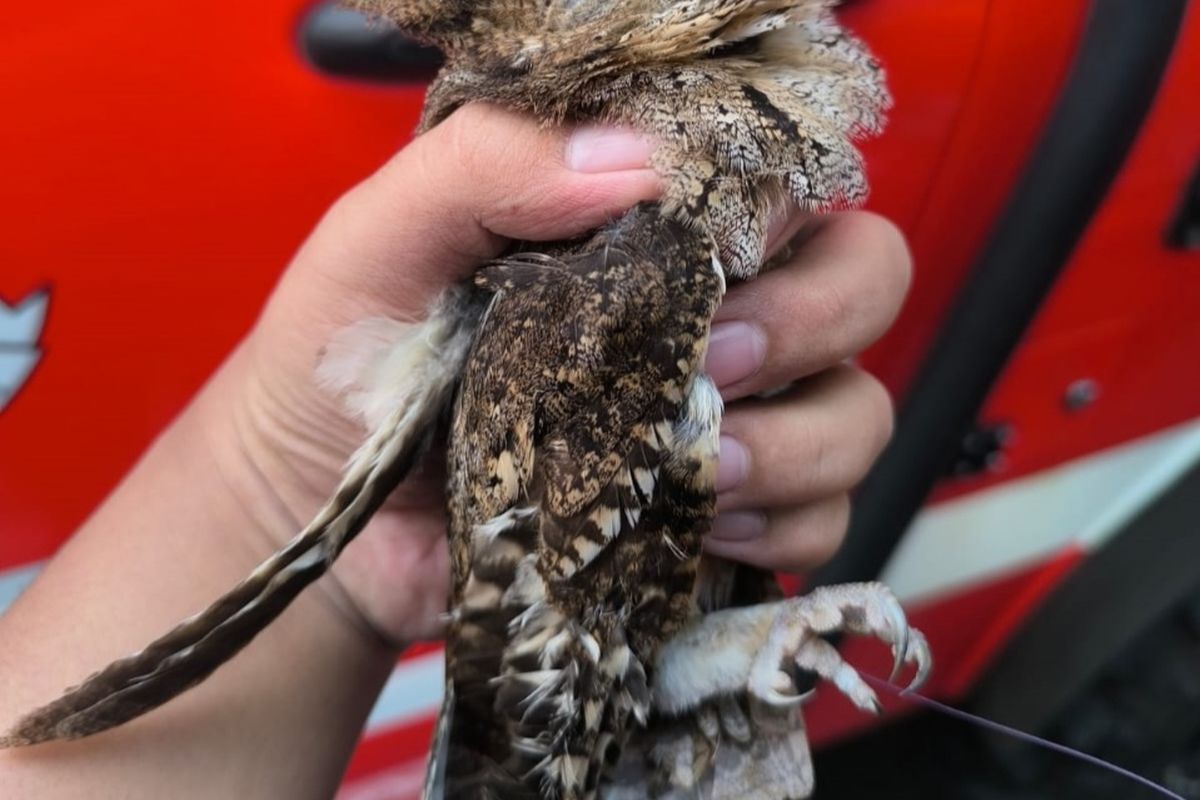 Petugas Unit Pelaksana Teknis (UPT) Pemadam Kebakaran (Damkar) Kota Malang menyelamatkan seekor burung hantu dari lilitan senar layangan.