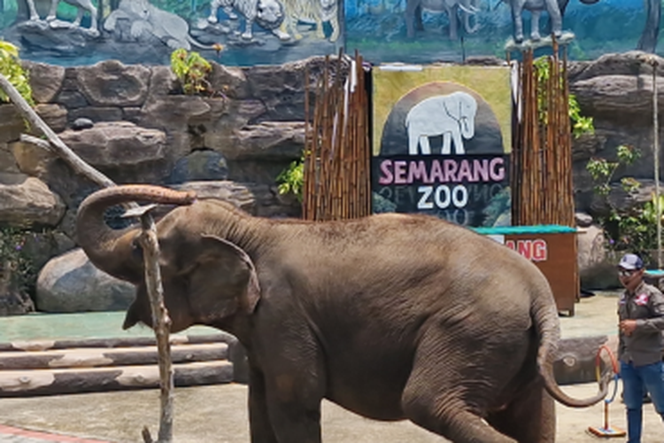 Suhu Ekstrem Tembus 37,1 Derajat, Semarang Zoo Sajikan 
