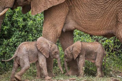 Langka, Bayi Gajah Kembar Lahir di Kenya