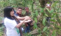 Kembangkan Potensi Ekonomi NTT, YDBA Beri Pendampingan bagi Petani Vanili dan Mete 