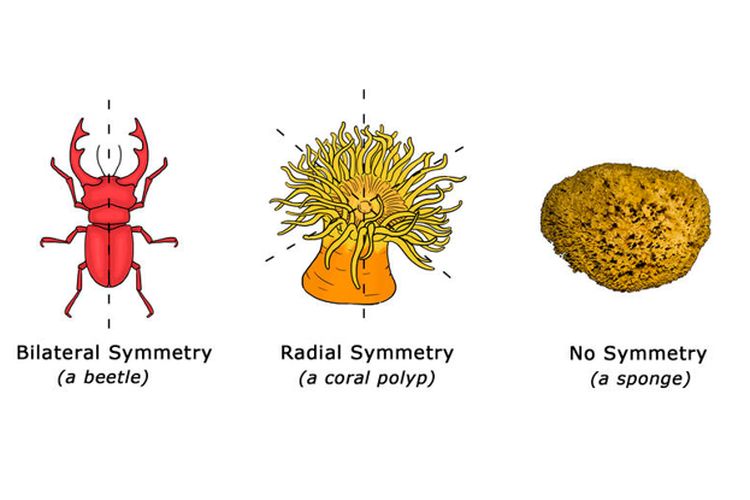 Simetri tubuh hewan