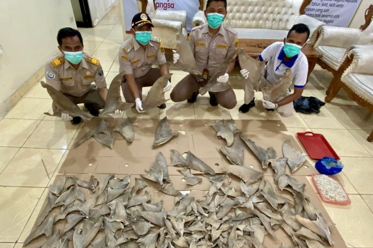 Ratusan sirip hiu yang hendak diselundupkan ke Jawa melalui Pelabuhan Bakauheni, Rabu (6/3/2024).