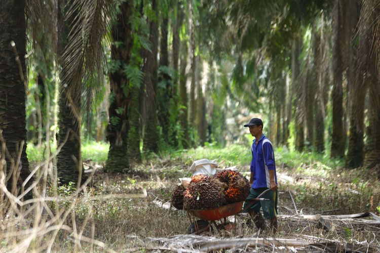 Petani mengumpulkan buah sawit hasil panen di perkebunan Mesuji Raya, Ogan Komering Ilir,  Sumatera Selatan, Senin (9/5/2022). Gabungan Pengusaha Kelapa Sawit Indonesia (GAPKI) berharap larangan ekspor minyak kelapa sawit atau crude palm oil (CPO) dan produk-produk turunannya tidak berlangsung lama, karena akan mempengaruhi keseluruhan ekosistem industri sawit nasional.