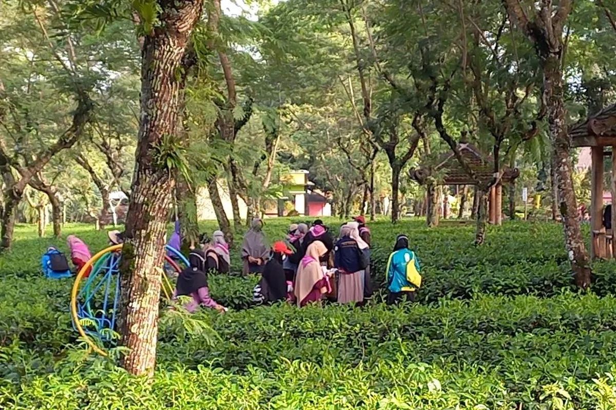 Pengunjung Kebun teh Kampoeng Teh Semugih Pemalang, Jawa Tengah.