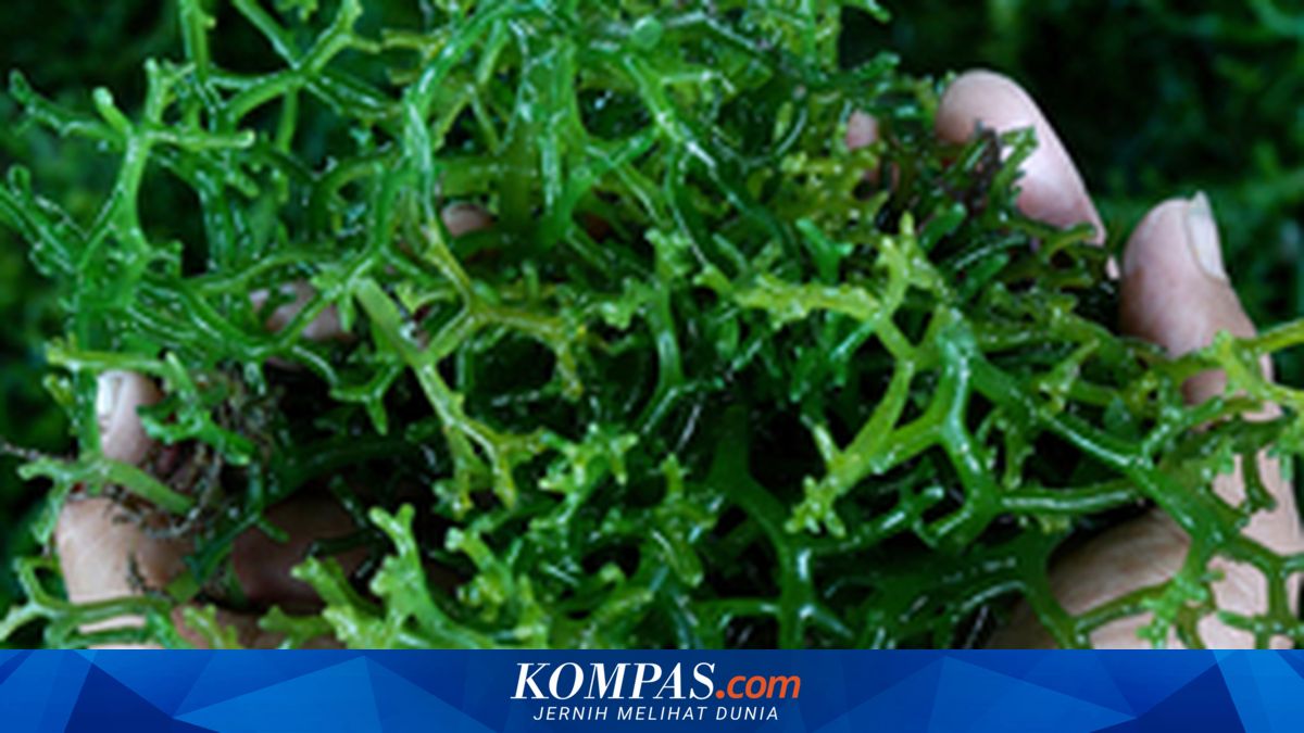 Mengintip Potensi Bisnis Digitalisasi Rumput Laut